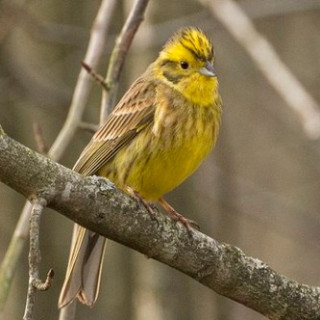 Afbeelding voor Goldcrest Nature Tours - Dagtour