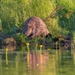 Afbeelding voor Better Places - Natuurreis