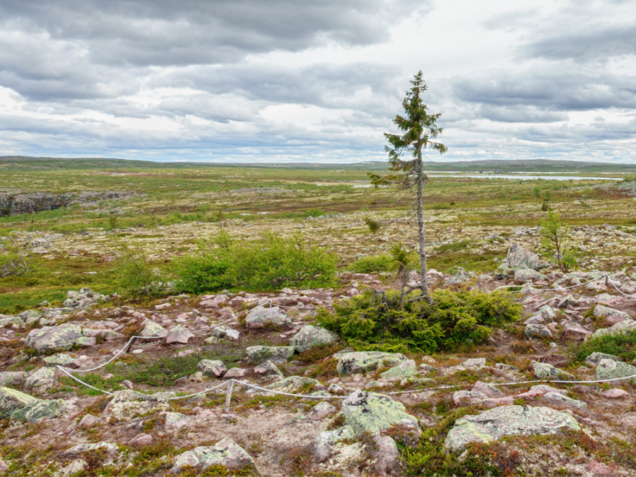 Old Tjikko