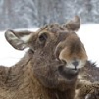 Afbeelding voor >> VOIGT TRAVEL