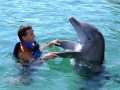 Foute boel: zwemmen met dolfijnen