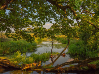 Afbeelding voor Biosfeerreservaat Midden-Elbe